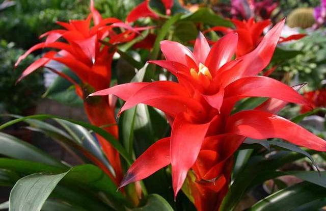 鸿运当头好养吗，鸿运当头怎么不好养（鸿运当头别喷水）