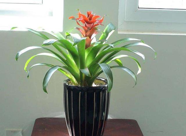 鸿运当头好养吗，鸿运当头怎么不好养（鸿运当头别喷水）