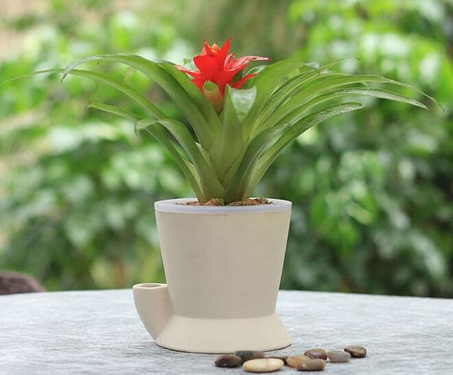 鸿运当头好养吗，鸿运当头怎么不好养（鸿运当头别喷水）