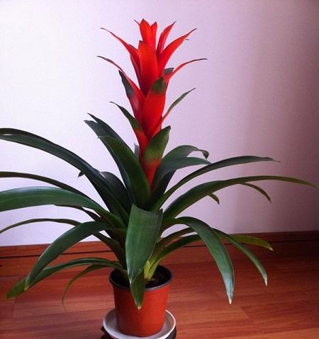 鸿运当头好养吗，鸿运当头怎么不好养（鸿运当头别喷水）