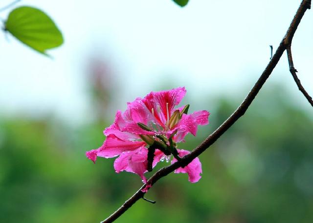 广州华南植物园，广州旅游景点攻略之（广州华南植物园游览路线图）