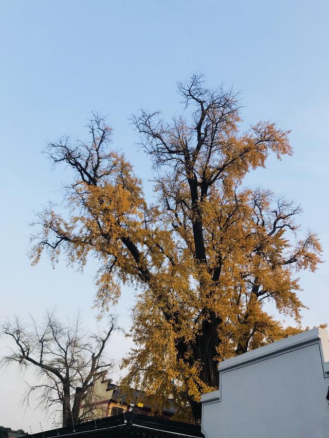 上海十大最好玩的古镇，比乌镇西塘安静还免费