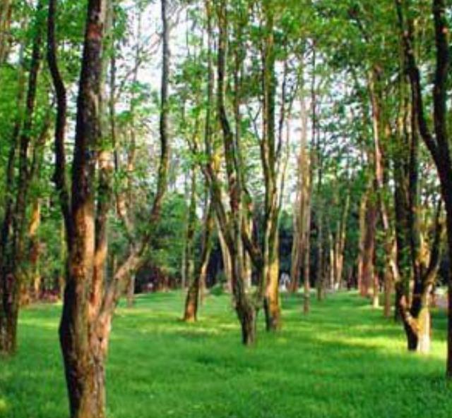 良凤江国家森林公园，南宁良凤江门票（趣森林亲子探险游园会邀你来探险啦）