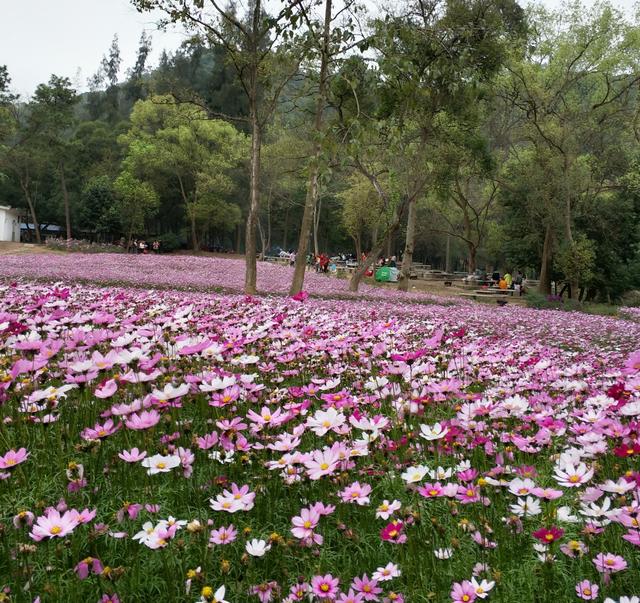良凤江国家森林公园，南宁良凤江门票（趣森林亲子探险游园会邀你来探险啦）