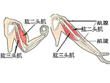 5分钟快速练出麒麟臂肌肉，了解手臂肌肉结构及特点