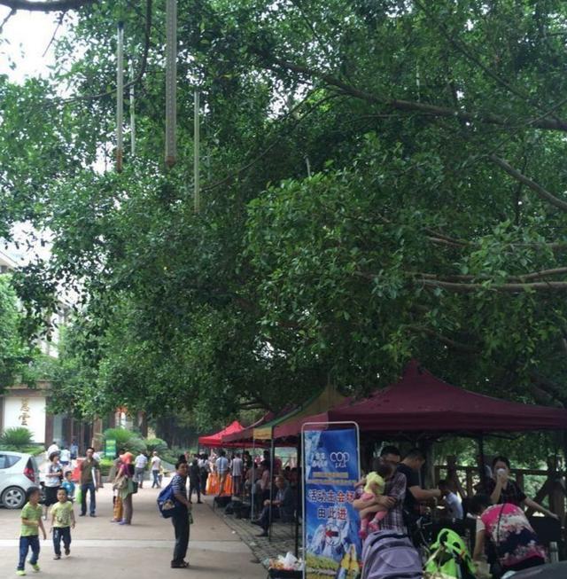 良凤江国家森林公园，南宁良凤江门票（趣森林亲子探险游园会邀你来探险啦）