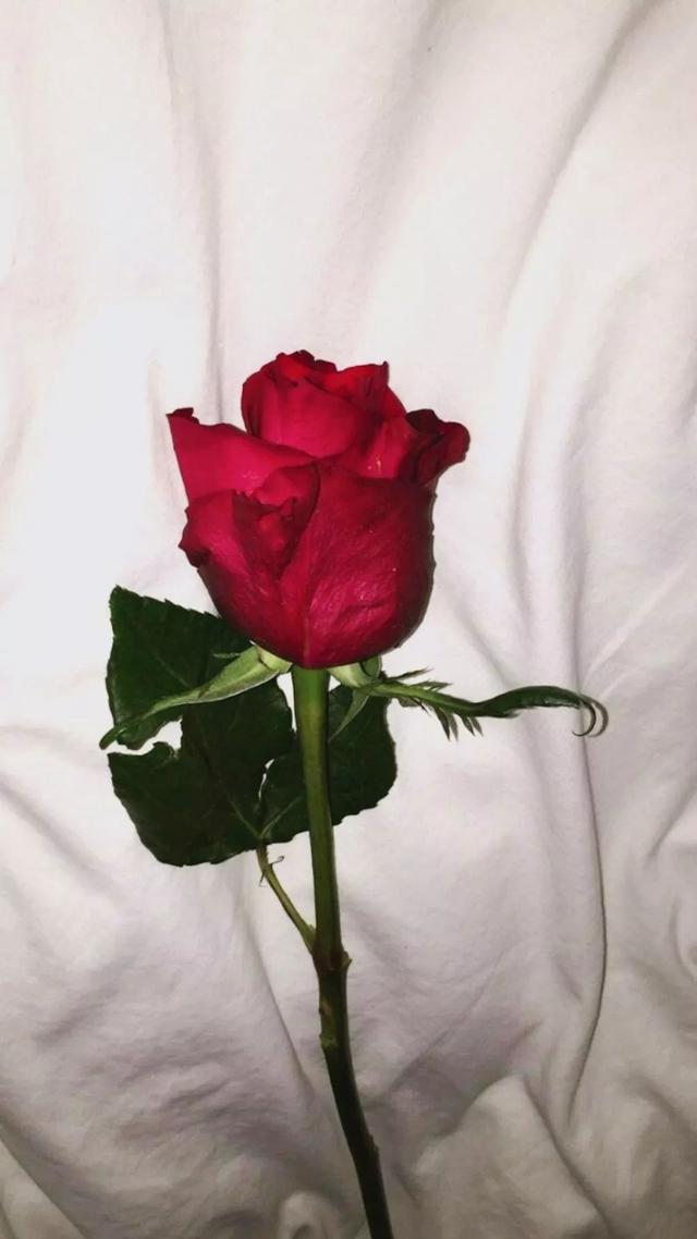 晚安经典短句180426:得不到的总是挂念,共朝夕的总是厌倦