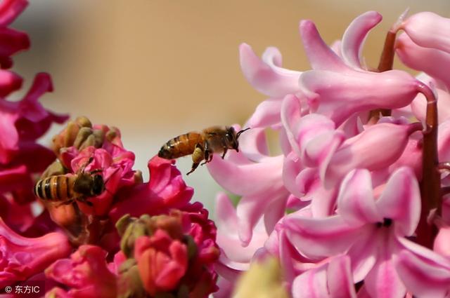 关于赞美劳动的古诗，关于爱劳动的诗句古诗