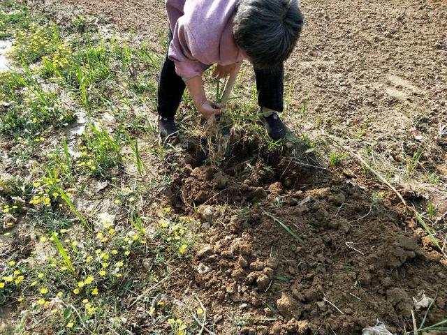 农村野草根可以泡茶，咳嗽、咽喉痛、妇科炎症皆有效