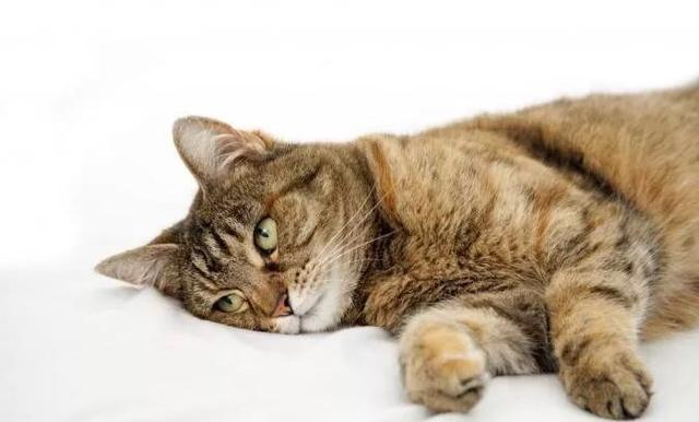 猫咪不吃饭怎么办，猫咪长期不吃饭有什么办法