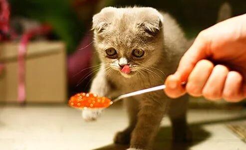 猫咪不吃饭怎么办，猫咪长期不吃饭有什么办法