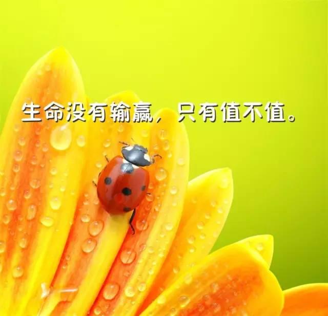 星期天早安心语激励：只要你心存不甘，就还不到放弃的时候