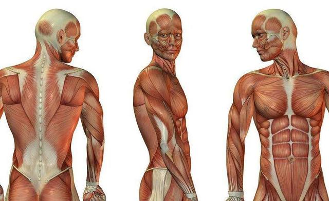 肌肉拉伤怎么快速恢复，肌肉拉伤快速恢复方法