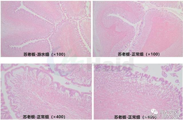 十大护肝保健品排行榜，显微镜检验效果