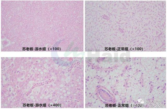 十大护肝保健品排行榜，显微镜检验效果