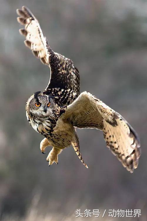 一张图看懂鸟类摄影，什么样的鸟类摄影作品更容易打动人