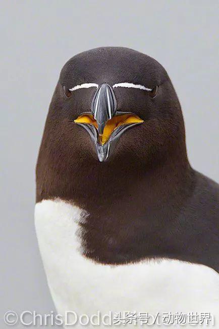 一张图看懂鸟类摄影，什么样的鸟类摄影作品更容易打动人