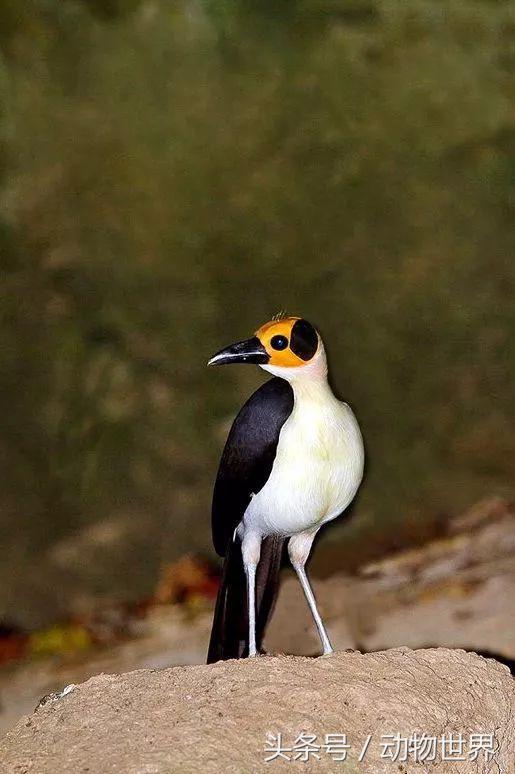 一张图看懂鸟类摄影，什么样的鸟类摄影作品更容易打动人