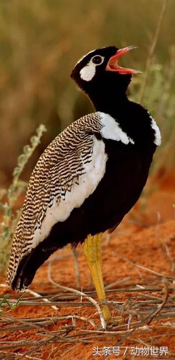 一张图看懂鸟类摄影，什么样的鸟类摄影作品更容易打动人