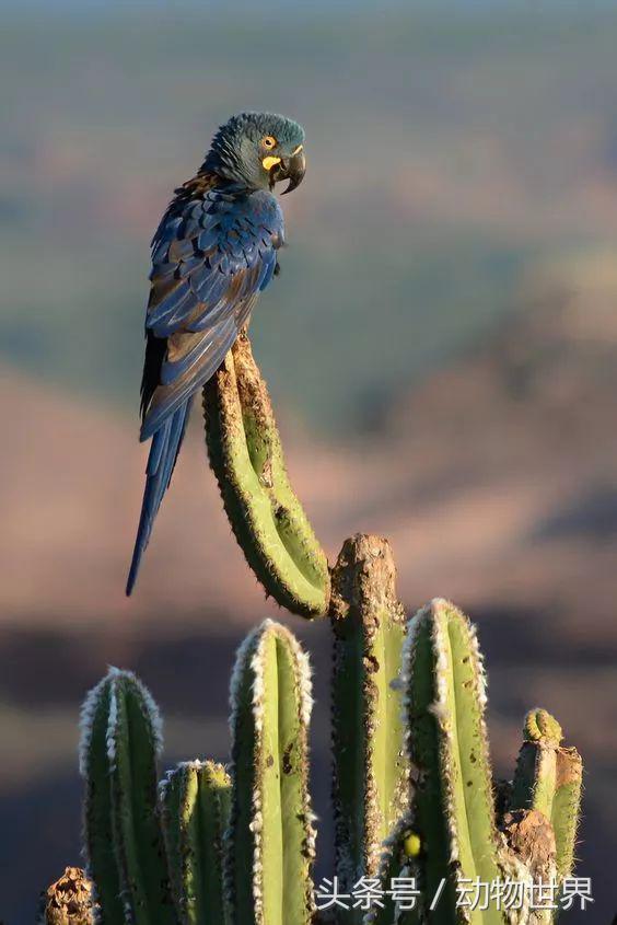 一张图看懂鸟类摄影，什么样的鸟类摄影作品更容易打动人