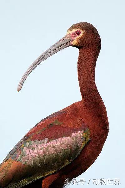 一张图看懂鸟类摄影，什么样的鸟类摄影作品更容易打动人