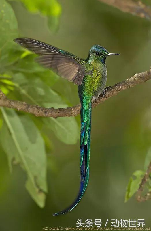 一张图看懂鸟类摄影，什么样的鸟类摄影作品更容易打动人