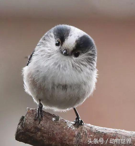 一张图看懂鸟类摄影，什么样的鸟类摄影作品更容易打动人