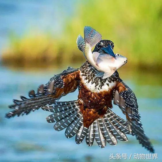 一张图看懂鸟类摄影，什么样的鸟类摄影作品更容易打动人