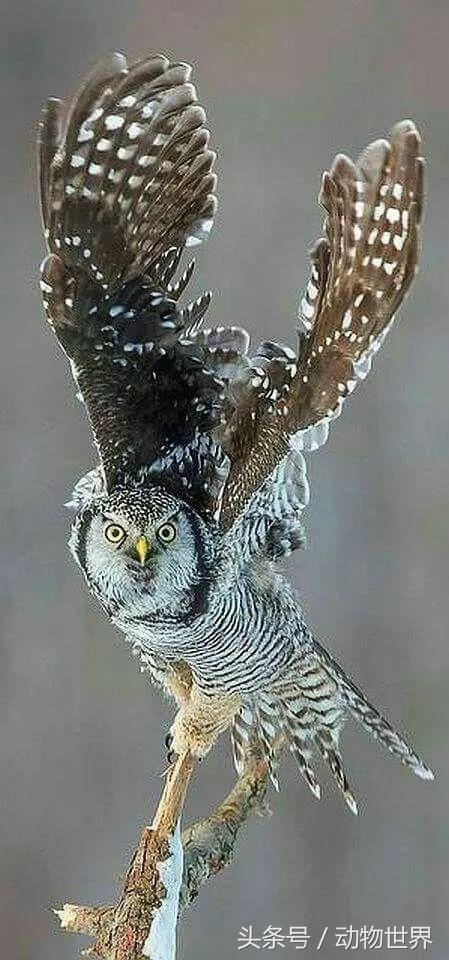 一张图看懂鸟类摄影，什么样的鸟类摄影作品更容易打动人