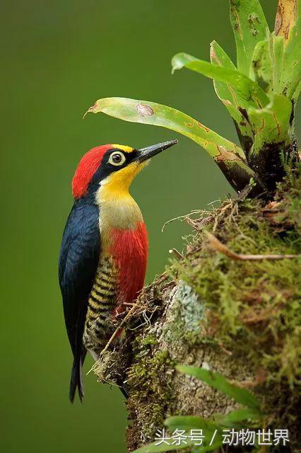 一张图看懂鸟类摄影，什么样的鸟类摄影作品更容易打动人