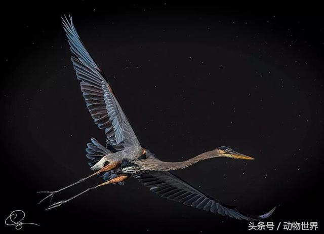 一张图看懂鸟类摄影，什么样的鸟类摄影作品更容易打动人