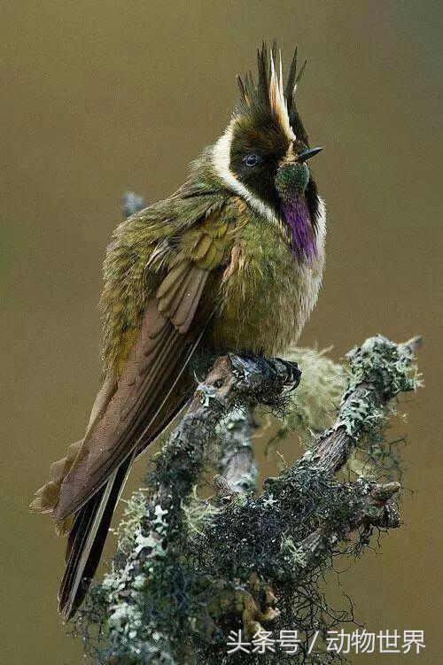 一张图看懂鸟类摄影，什么样的鸟类摄影作品更容易打动人