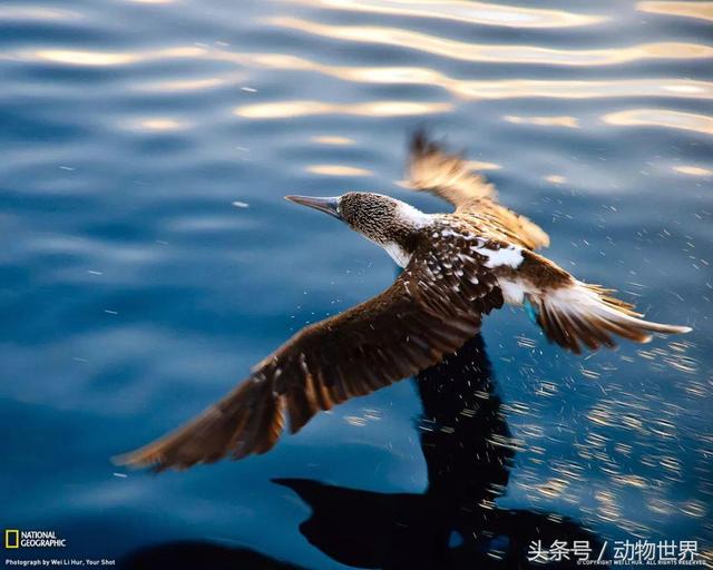 一张图看懂鸟类摄影，什么样的鸟类摄影作品更容易打动人