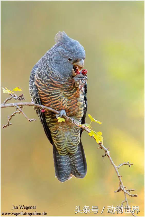 一张图看懂鸟类摄影，什么样的鸟类摄影作品更容易打动人