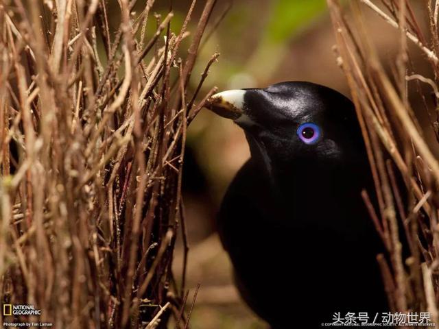 一张图看懂鸟类摄影，什么样的鸟类摄影作品更容易打动人
