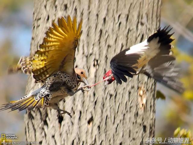 一张图看懂鸟类摄影，什么样的鸟类摄影作品更容易打动人