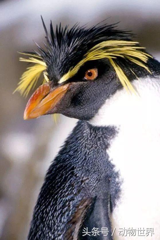 一张图看懂鸟类摄影，什么样的鸟类摄影作品更容易打动人