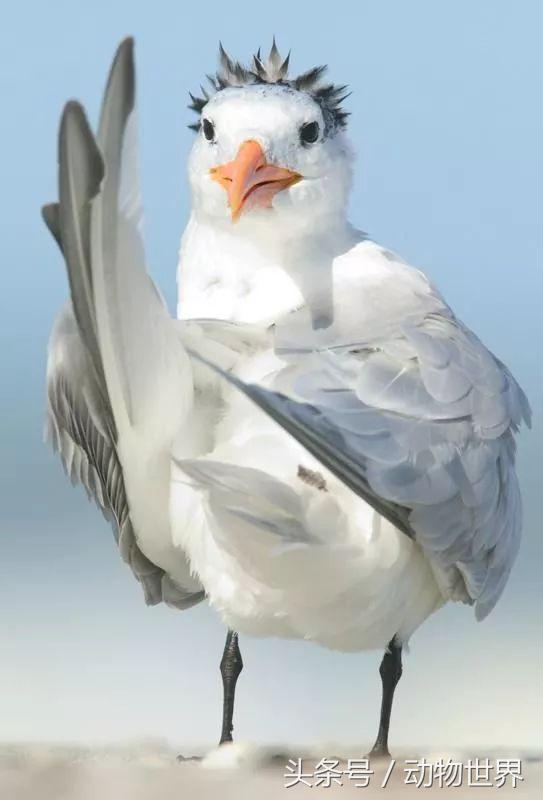 一张图看懂鸟类摄影，什么样的鸟类摄影作品更容易打动人