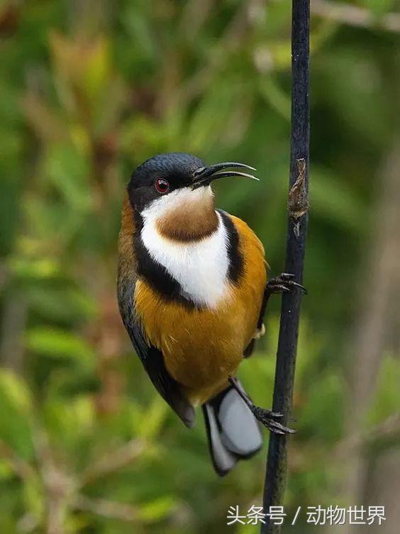 一张图看懂鸟类摄影，什么样的鸟类摄影作品更容易打动人