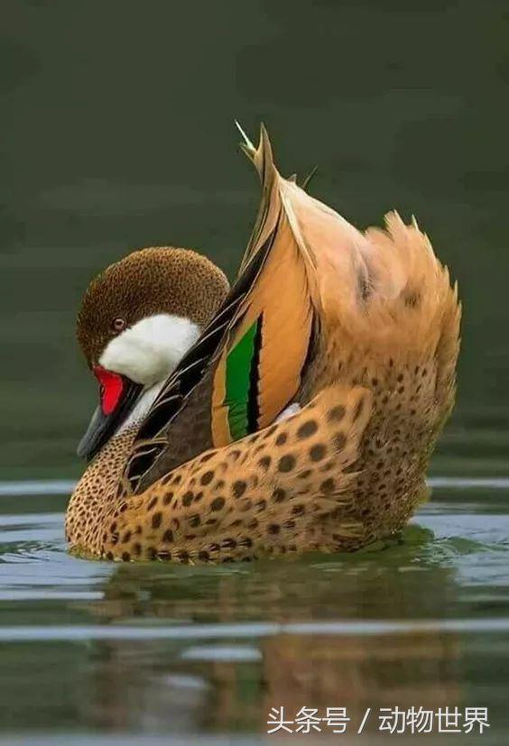 一张图看懂鸟类摄影，什么样的鸟类摄影作品更容易打动人