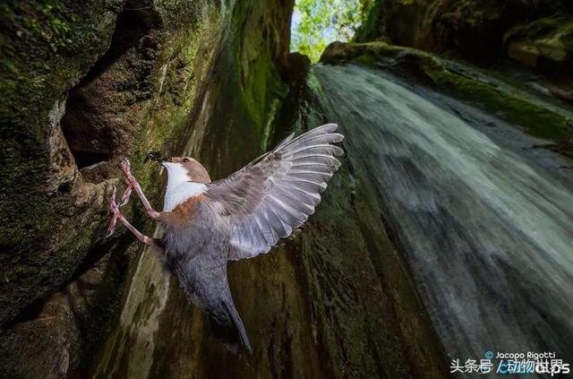 一张图看懂鸟类摄影，什么样的鸟类摄影作品更容易打动人