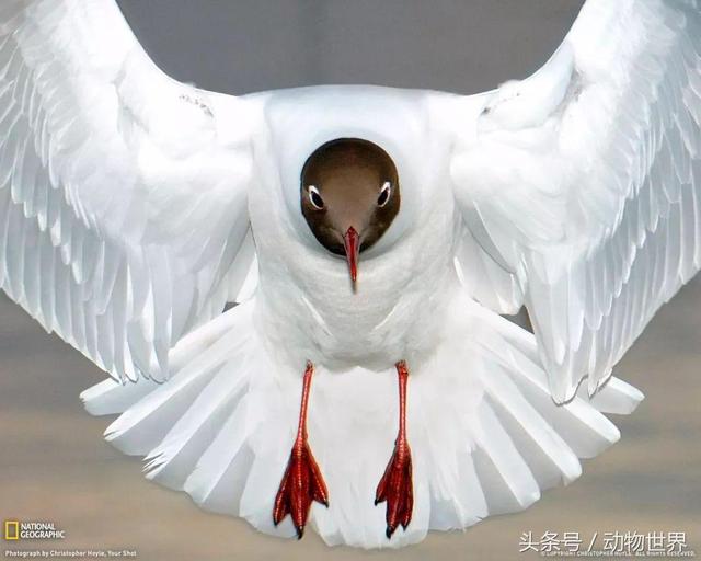 一张图看懂鸟类摄影，什么样的鸟类摄影作品更容易打动人