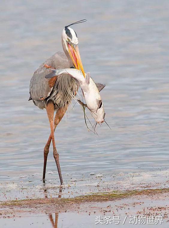 一张图看懂鸟类摄影，什么样的鸟类摄影作品更容易打动人