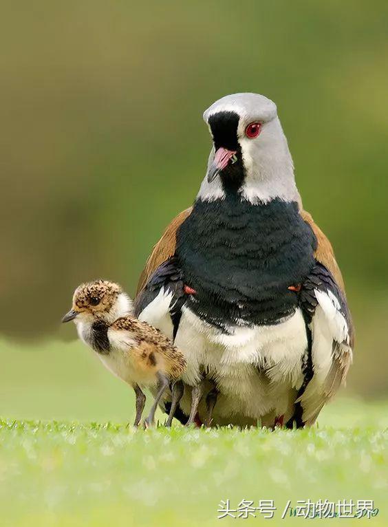 一张图看懂鸟类摄影，什么样的鸟类摄影作品更容易打动人