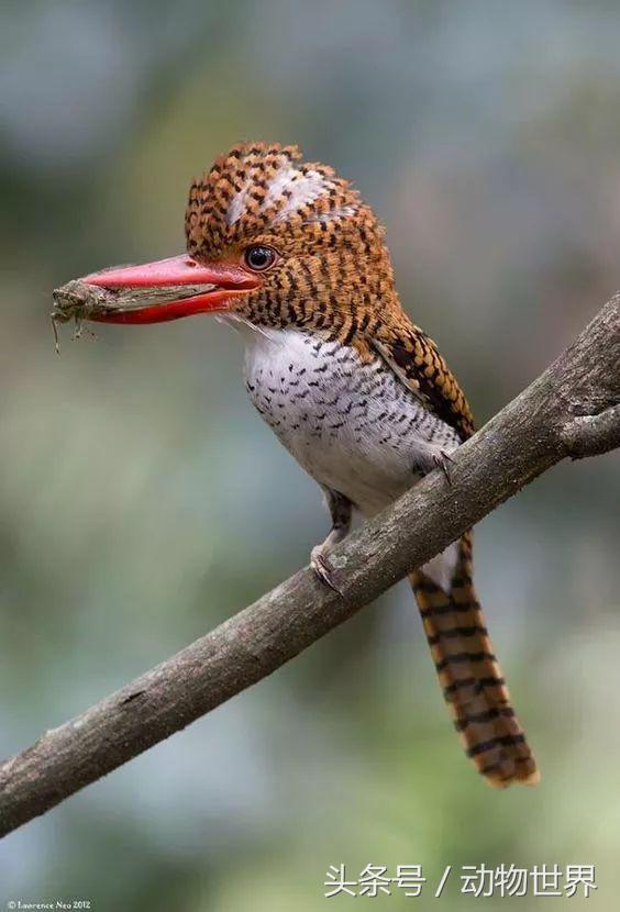 一张图看懂鸟类摄影，什么样的鸟类摄影作品更容易打动人