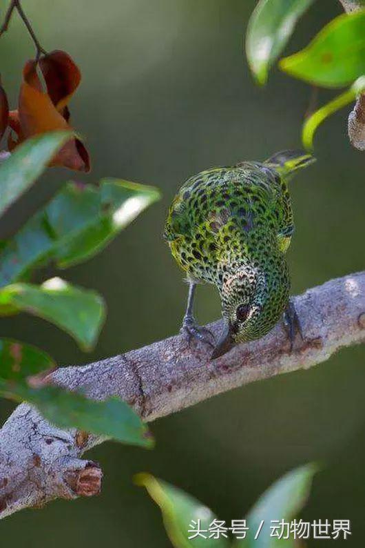 一张图看懂鸟类摄影，什么样的鸟类摄影作品更容易打动人