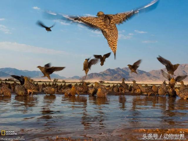 一张图看懂鸟类摄影，什么样的鸟类摄影作品更容易打动人