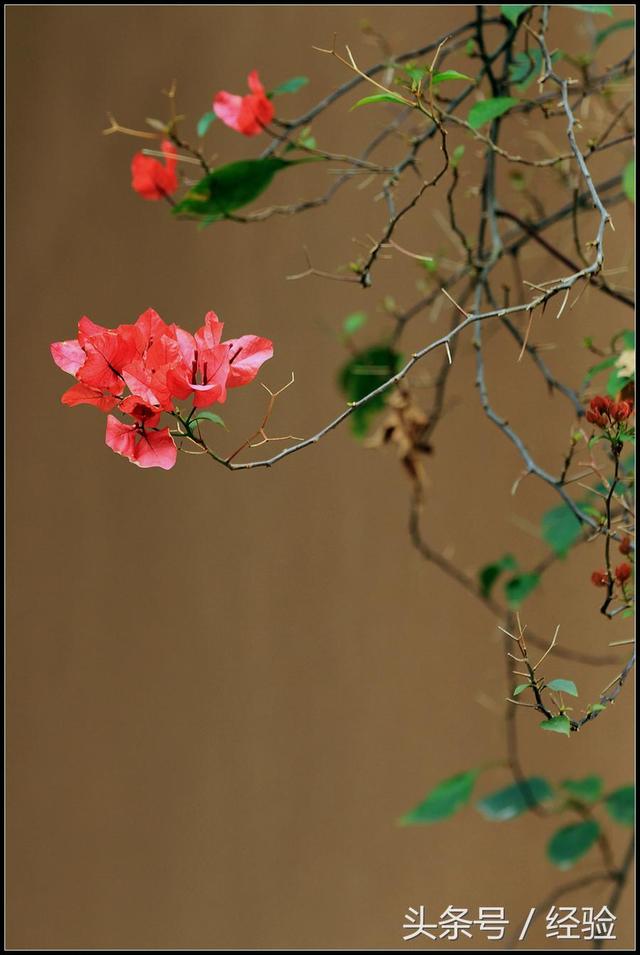 三角梅冬天怎么过冬，三角梅养殖基本知识