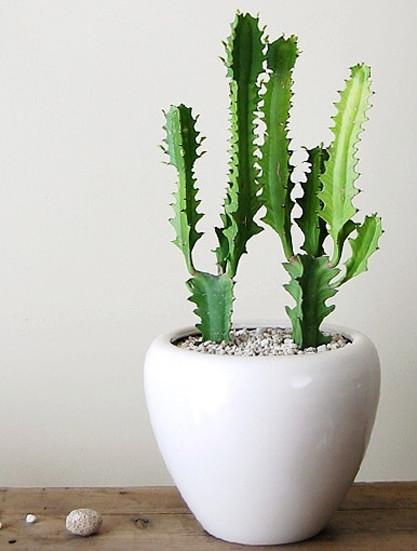 大戟科植物大全，霸气十足，成活率高