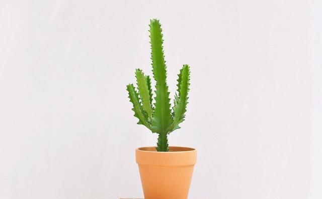 大戟科植物大全，霸气十足，成活率高